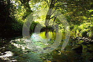 Bottoms beck in Gisburn forest.