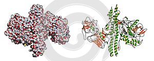 Botulinum toxin neurotoxic protein. Produced by Clostridium botulinum. Cosmetically used to treat wrinkles