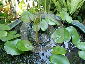 Botum lotus