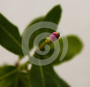 BotÃÂ£o flower beatiful photo