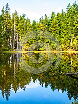 Boubin lake. Reflection of lush green trees of Boubin Primeval Forest, Sumava Mountains, Czech Republic