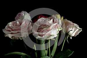 Bouchet pink flowers, black background.