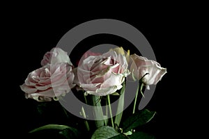 Bouchet pink flowers, black background.