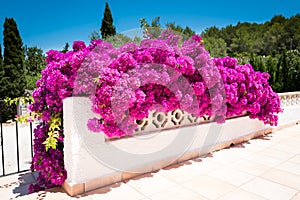 Bougainvilea