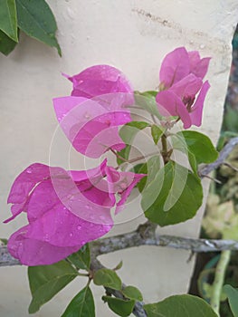 Bougainvilla flowers blooms and survive inspite of El niÃ±o photo