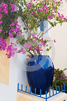 Bougainvillaea in Assos photo