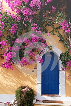 Bougainvillaea in Assos photo