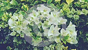 Bougainvillaea photo