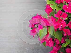 Bougainvillaea flower tropical plant.bougainvillaea flower on white background. photo