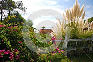 Bougainvillaea and reed on sky background. Landscape from Portugal photo