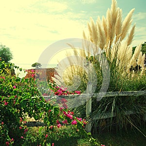 Bougainvillaea and reed on sky background. Landscape from Portugal photo