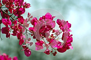 Bougainvillea 01