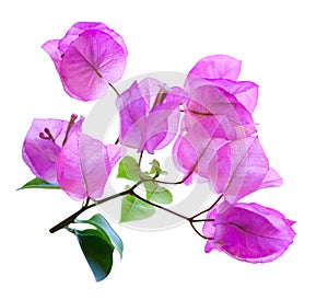 Bougainvillea photo