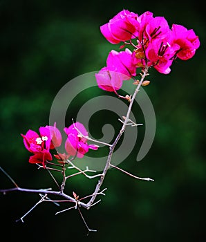 Bougainvillea