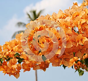 Bougainvillea