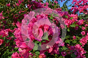 Bougainvillea