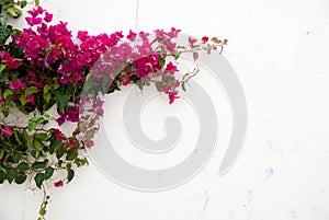 Bougainvillea photo