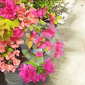 close up of pink flowers, Bougainvillea