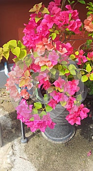 close up of pink flowers, Bougainvillea