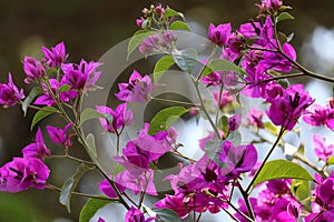 Bougainvillea