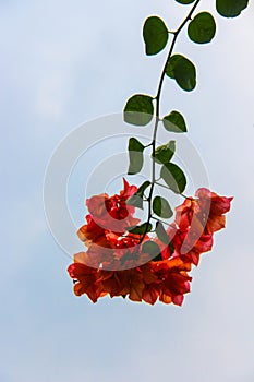 The Bougainvillea