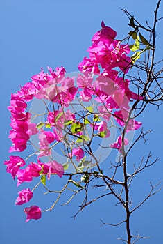 Bougainvillea