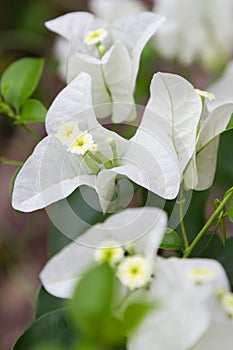 bougainvillea