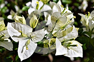 Bougainvillea