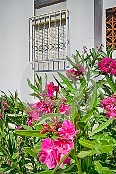 Bougainvillea As Standard Flowers Plant Against Resort House at Maspalomas At Gran canary Island