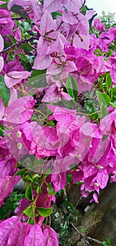 Bougainvillea Bambino Baby Allison's flowers are in full bloom. This beautiful soft pink flower.18/09/2021.