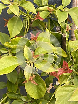 Bougainvillea bambino plant Photo