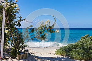 Bougainvillea at the beach, Grand Turk