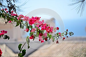 Bougainvillea