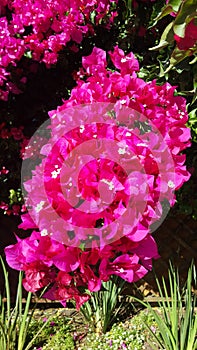 Bougainvillea bloom