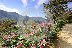 Bougainvillea blooming on the roadside of the huangling mountain, adobe rgb