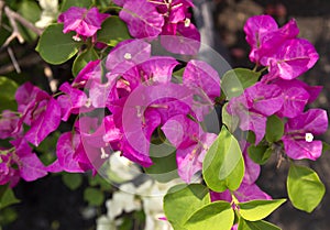 Bougainvillea that blooms beautifully in the summer