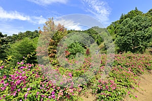 Bougainvillea blooms on huangling mountain, adobe rgb