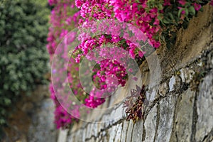 Bougainvillea blossom on a wall in Villefranche sur Mer, in the South of France