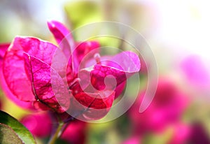 Bougainvillea blossoms