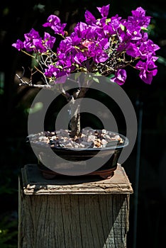 Bougainvillea bonsai tree midday