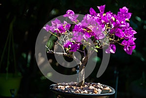 Bougainvillea bonsai tree midday