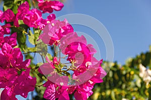 Bougainvillea branches with purple flowers against a blue sky. Close up of blooming magenta bougainvillaea. photo