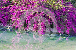 Bougainvillea bush above the water. Violet blossom in summer