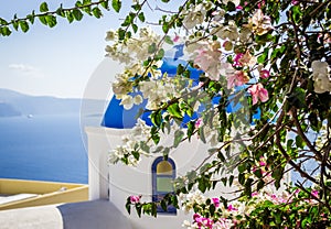 Bougainvillea bush on blue dome church background, Santorini island, Greece