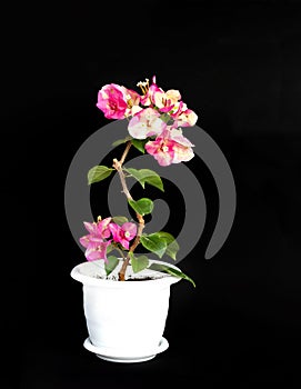 Bougainvillea Chameleon pink in a flower pot on a black background.