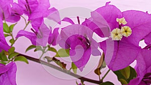 Bougainvillea color beautiful sightly flower