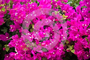 Bougainvillea is a decorative plant growing in the form of ivy that grows in the Mediterranean and Aegean climates