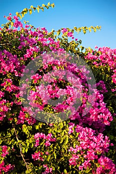 Bougainvillea is a decorative plant growing in the form of ivy that grows in the Mediterranean and Aegean climates