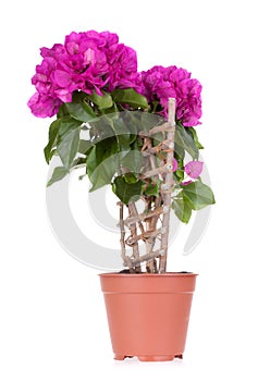 Bougainvillea flower