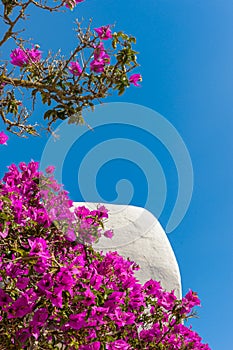 Bougainvillea photo